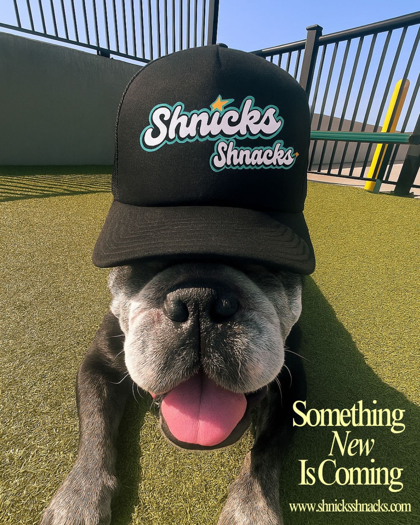 Shnicks Shnacks Gallery photo 1