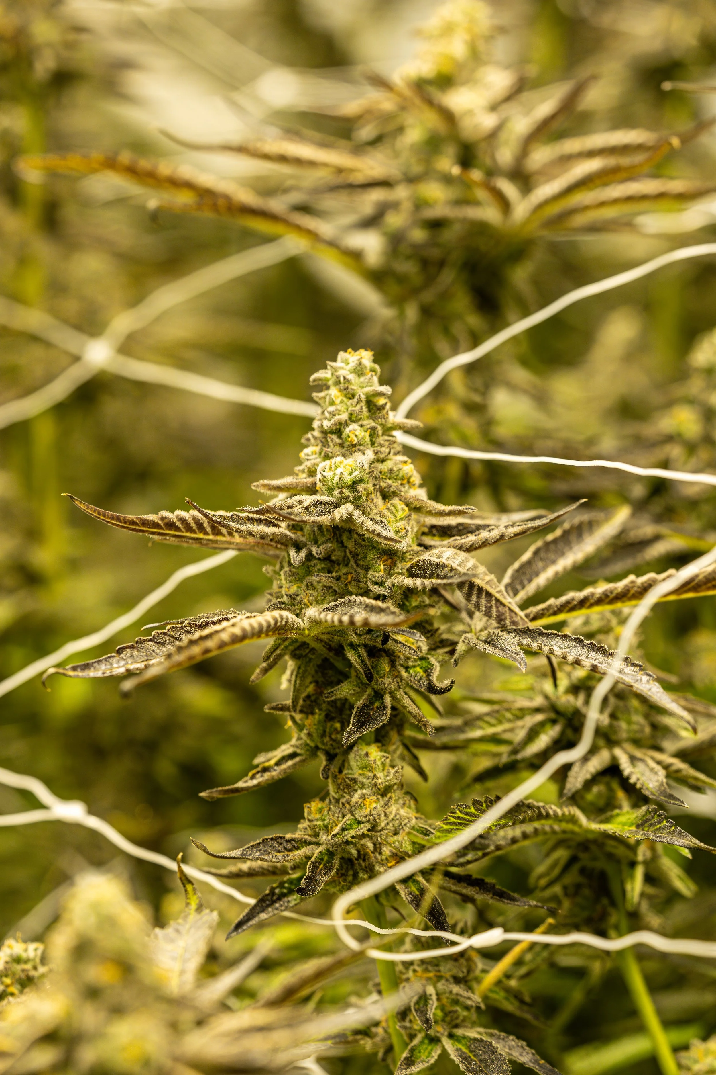 EV Family Farms imagery