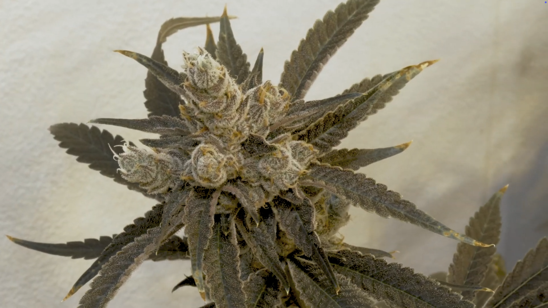 Clade9 Gallery photo 1