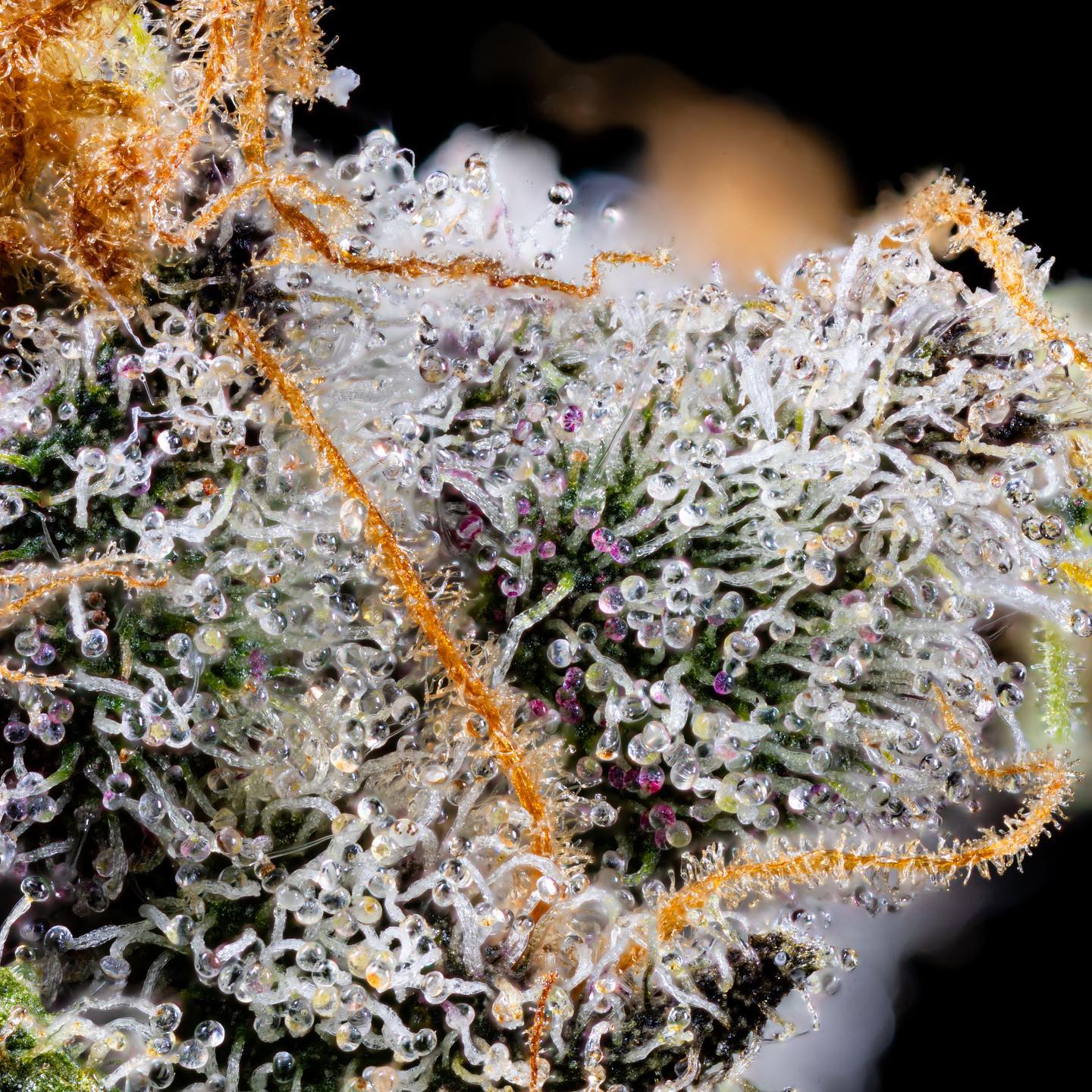 Grown Rogue Gallery photo 1