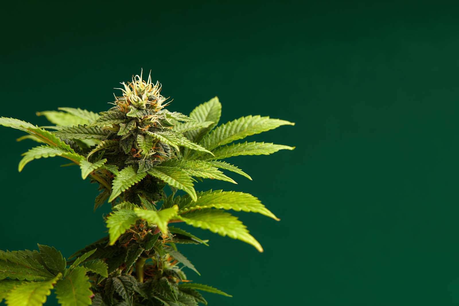 Close-up of a marijuana buds flower isolated on a light green background