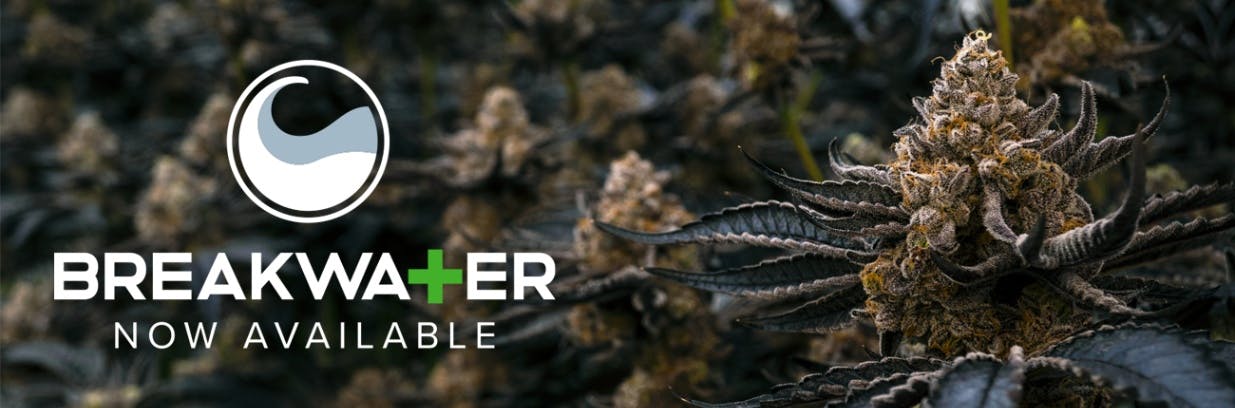 Dutchie special 6a0e68eec70336007944c82c