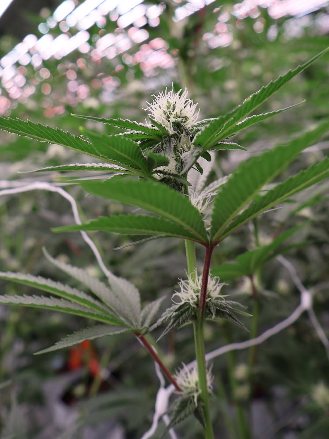 High Grass Farms cannabis in New Jersey